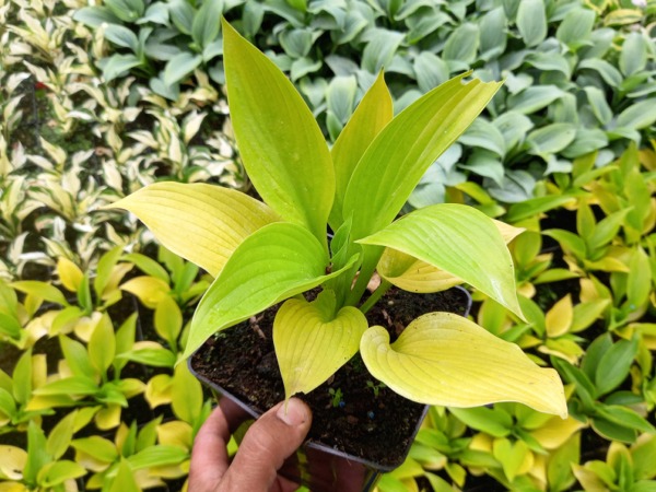 Funkia (hosta) AGE OF GOLD - sadzonki w doniczkach P13