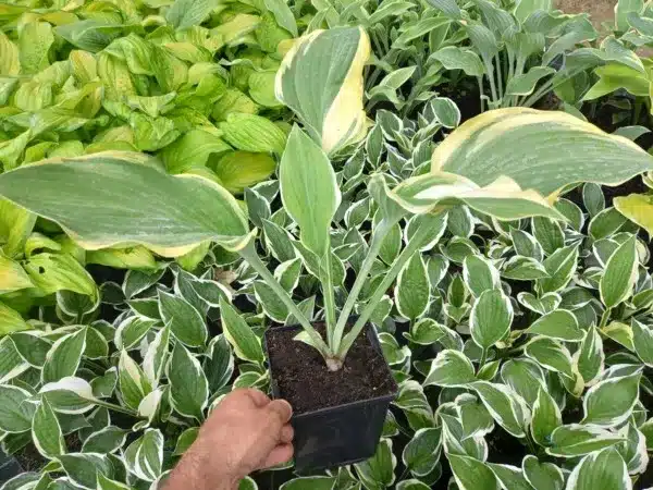 Funkia (hosta) REGAL SPLENDOR - sadzonki w doniczkach P13