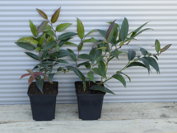 kiscien-japonski-royal-ruby-p9 Kiścień japoński ROYAL RUBY - sadzonki w doniczkach P9