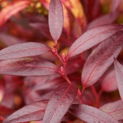 Kiścień japoński ROYAL RUBY - sadzonki w doniczkach