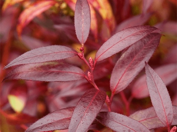 kiscien-japonski-royal-ruby-sadzonki-5 Kiścień japoński ROYAL RUBY - sadzonki w doniczkach