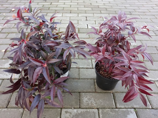 kiscien-japonski-royal-ruby-sadzonki-c2-1 Kiścień japoński ROYAL RUBY - sadzonki