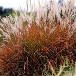 Miskant chiński DRONNING INGRID - sadzonki