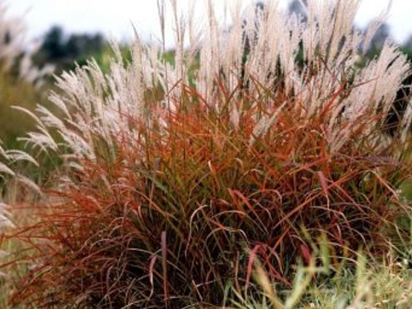 miskant-chinski-dronning-ingrid-sadzonki-1 Miskant chiński DRONNING INGRID - sadzonki