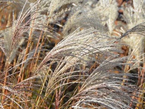 Miskant chiński KLEINE FONTANE - sadzonki