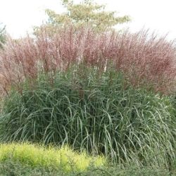 Miskant chiński KLEINE FONTANE - sadzonki