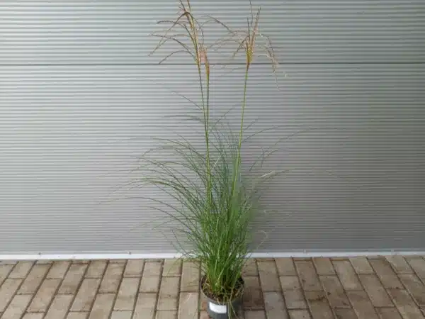 Miskant chiński KLEINE FONTAINE - sadzonki w doniczkach C3