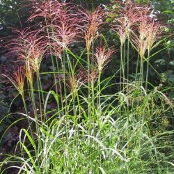 Miskant chiński PUNKTCHEN - sadzonki