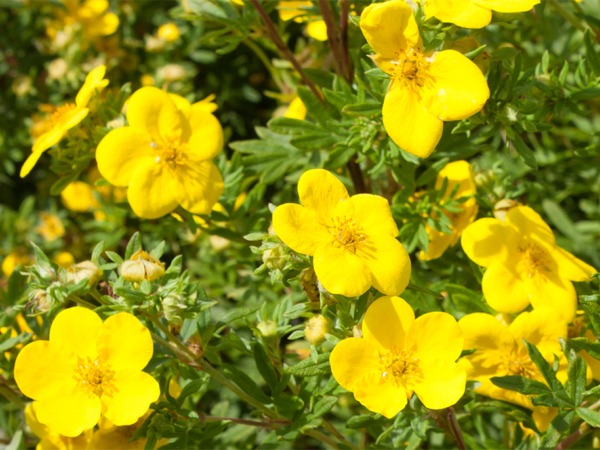 pieciornik-krzewiasty-goldfinger-sadzonki-6-cc Pięciornik krzewiasty GOLDFINGER - obrazek 1