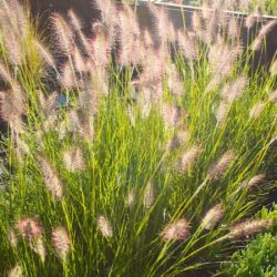 Rozplenica japońska GELBSTIEL - sadzonki w doniczkach