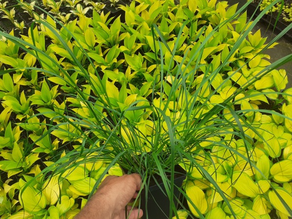 Rozplenica japońska GELBSTIEL - sadzonki w doniczkach P11