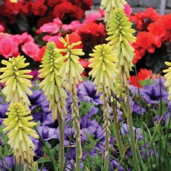 Trytoma POCO CITRON - sadzonki w doniczkach