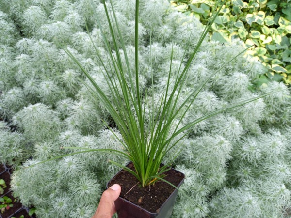 Trytoma POCO CITRON - sadzonki w doniczkach P11