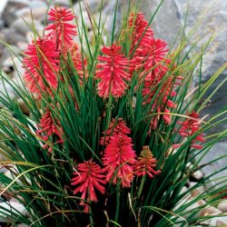 Trytoma POCO RED - sadzonki w doniczkach