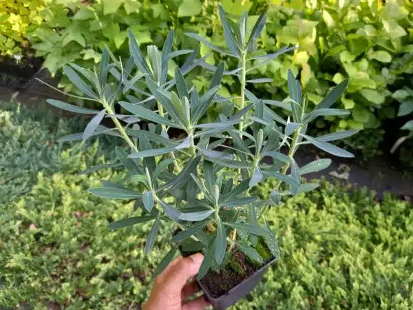 Wilczomlecz błękitnawy BLACK PEARL - sadzonki w doniczkach P11