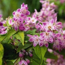Żylistek mieszańcowy STRAWBERRY FIELDS - sadzonki w doniczkach