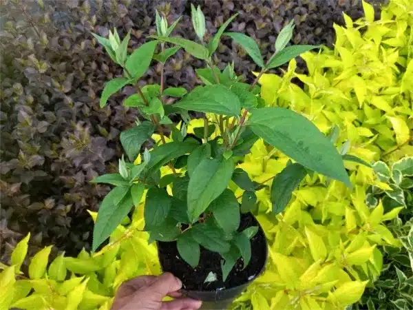 Żylistek mieszańcowy STRAWBERRY FIELDS - sadzonki C2