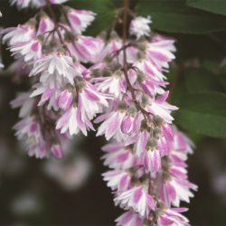 Żylistek szorstki PLENA - sadzonki w doniczkach