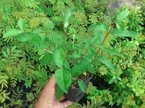 Żylistek szorstki PLENA - sadzonki w doniczkach P9