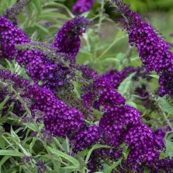 Budleja HUMDINGER Magenta Munchkin - sadzonki w doniczkach