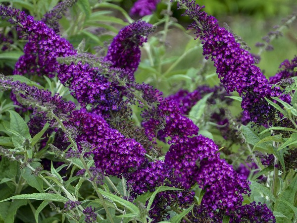 Budleja HUMDINGER Magenta Munchkin - sadzonki w doniczkach