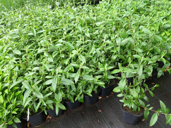 Budleja HUMDINGER Magenta Munchkin - sadzonki w doniczkach C2