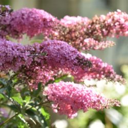 Budleja PINK CASCADE - sadzonki w doniczkach