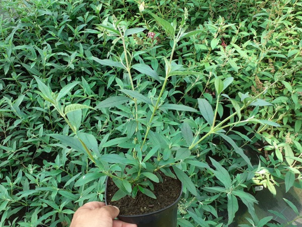 Budleja PINK CASCADE - sadzonki w doniczkach C1,5