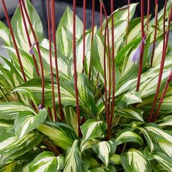 Funkia (hosta) CHERRY BERRY - sadzonki w doniczkach