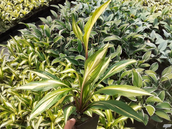 Funkia (hosta) CHERRY BERRY - sadzonki w doniczkach P11