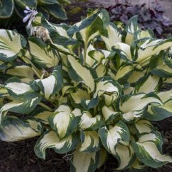 Funkia (hosta) HANS - sadzonki w doniczkach