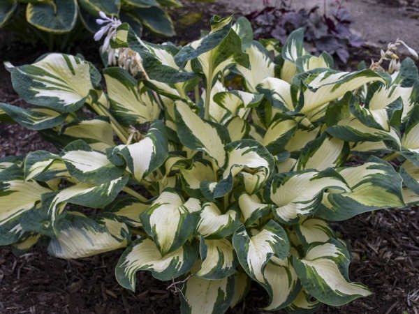 funkia-hosta-hans-sadzonki-4-cc Funkia (hosta) HANS - sadzonki w doniczkach