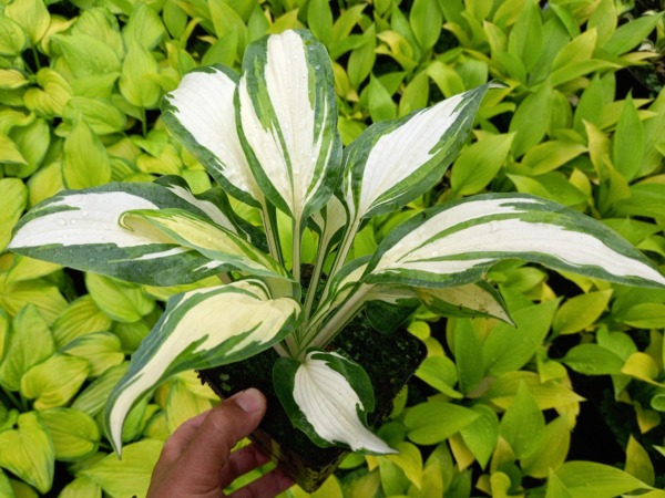 funkia-hosta-hans-sadzonki-p11 Funkia (hosta) HANS - sadzonki w doniczkach P11