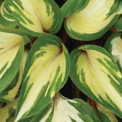 Funkia (hosta) RASPBERRY SUNDAE - sadzonki w doniczkach