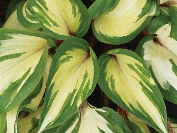 funkia-hosta-raspberry-sundae-sadzonki-2-cc Funkia (hosta) RASPBERRY SUNDAE - sadzonki w doniczkach