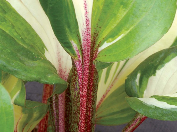 funkia-hosta-raspberry-sundae-sadzonki-6-cc Funkia (hosta) RASPBERRY SUNDAE - sadzonki w doniczkach