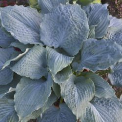 Funkia (hosta) SHADOWLAND 'Diamond Lake' - sadzonki w doniczkach