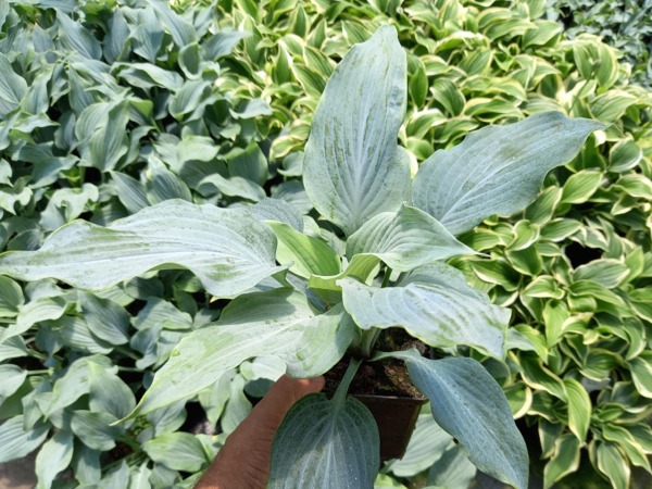 Funkia (hosta) SHADOWLAND 'Diamond Lake' - sadzonki w doniczkach P11