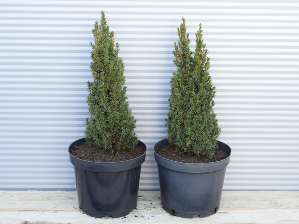 Świerk biały LAURIN - sadzonki w doniczkach C3