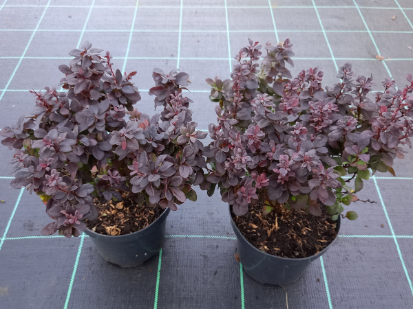 Berberys thunberga CONCORDE - sadzonki w doniczkach C2