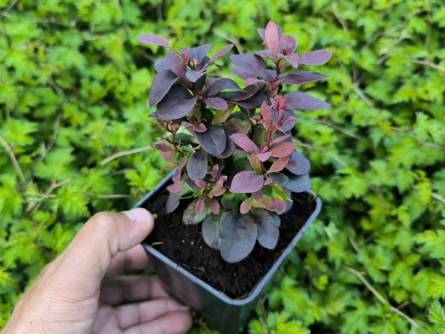 Berberys thunberga CONCORDE - sadzonki w doniczkach P9