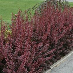 Berberys thunberga RED DJ - sadzonki