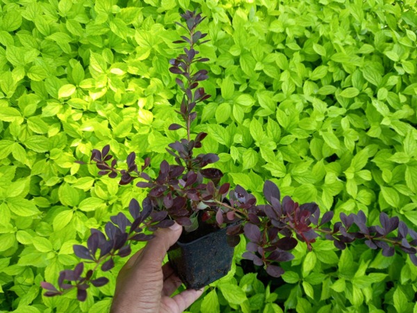 Berberys thunberga RED DJ - sadzonki P9