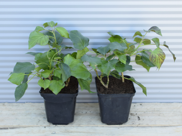 bluszcz-drzewiasty-arborescent-p9 Bluszcz drzewiasty ARBORESCENT - sadzonki w doniczkach P9