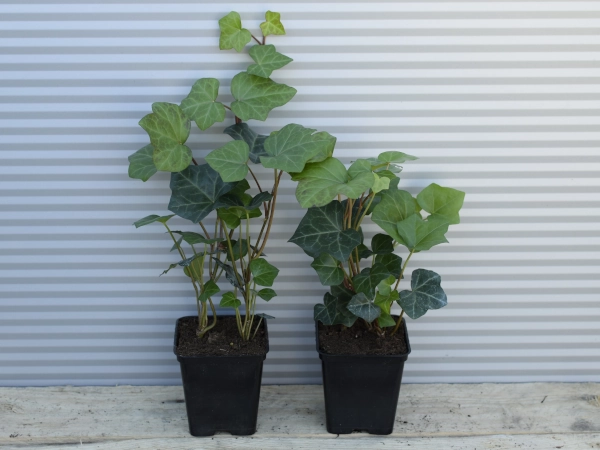 bluszcz-irlandzki-p9 Bluszcz irlandzki - sadzonki w doniczkach P9