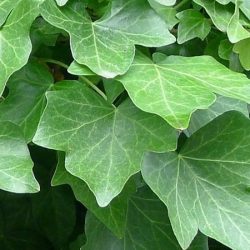 Bluszcz irlandzki - sadzonki w doniczkach