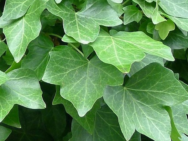 Bluszcz irlandzki - sadzonki w doniczkach