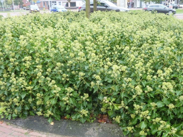 bluszcz-pospolity-arborescens-sadzonki-3 Bluszcz pospolity odm. drzewiasta ARBORESCENT - sadzonki w doniczkach