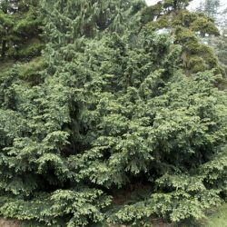 Cis pospolity REPANDENS - sadzonki