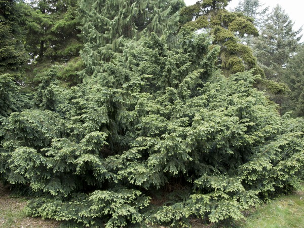 cis-pospolity-repandens-sadzonki-5-cc Cis pospolity REPANDENS - sadzonki